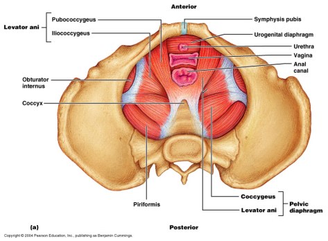 Pelvic_floor_anatomy.jpg
